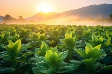 As the sun rises, its rays illuminate the flowering tobacco field, signaling the start of a new day of growth - obrazy, fototapety, plakaty