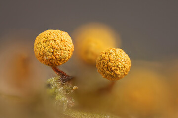 Physarum oblatum, also called Physarum maydis, slime mold from Finland, microscope image