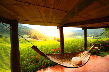 relaxing in hammock and Natural landscape and green rice fields in the morning in the countryside during winter.