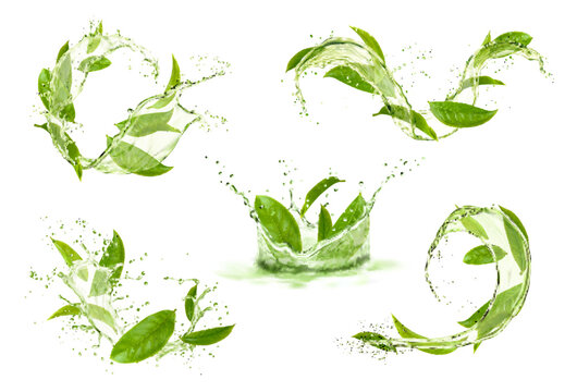 Green tea leaves with wave flow splash and drops. Vector 3d water or matcha drink crown, round and wavy splashes with falling droplets and bubbles. Natural herb beverage for refreshment and health