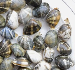 あさりの砂抜き、砂ぬきアサリ、あさりの砂出し、アサリの水管