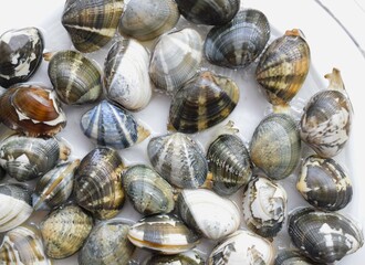 あさりの砂抜き、砂ぬきアサリ、あさりの砂出し、アサリの水管