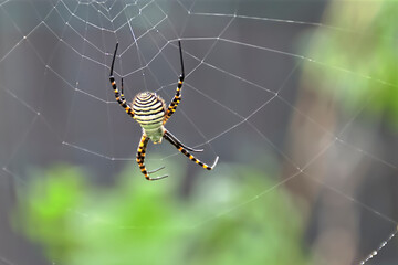 Spider on the web in the garden.