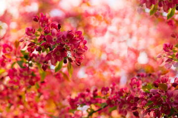 Pink apple tree flowers close up