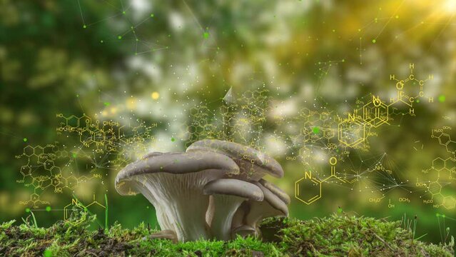 Growing oyster mushrooms, chemical formulas moving in space, the concept of plant growing, the need for a balanced environment for the growth of plants and fungi, the time span of oyster mushroom