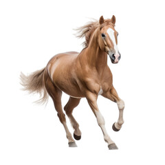 Obraz na płótnie Canvas Trotting Horse
