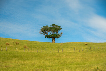 Naklejka premium Old New Zealand Laurel Tree in Duder Regional Park, New Zealand