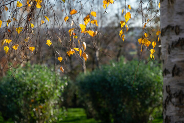 last Leaves on a Birch Tree