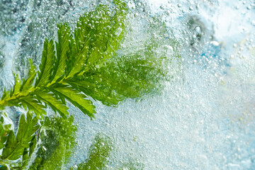Green plants and herbs frozen in transparent ice. The concept of cryotherapy in cosmetologists and...