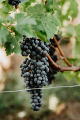 bunch of grapes, france