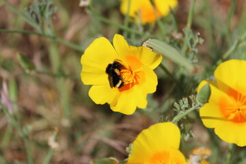 bee on flower