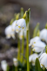 Beautiful blooming of White spring snowflake flowers in springtime. Snowflake also called Summer Snowflake or Loddon Lily or Leucojum vernum on a beautiful background of similar flowers in the forest