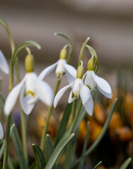 Fototapeta premium Closeup shot of fresh common snowdrops (Galanthus nivalis) blooming in the spring. Wild flowers field