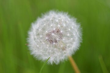 Dandelion with blurred green background