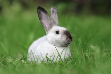 beautiful white bunny portrait outdoors on green grass