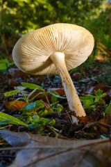 Riesenschirmling (Macrolepiota procera), Parasolpilz, Emsland, Niedersachsen, Deutschland, Europa