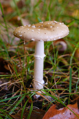 Riesenschirmling (Macrolepiota procera), Parasolpilz, Emsland, Niedersachsen, Deutschland, Europa