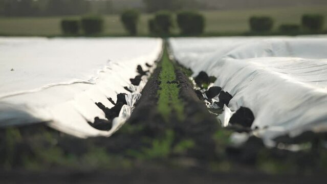 Piles of dirt hold down plastic tarps covering rows of farmland field