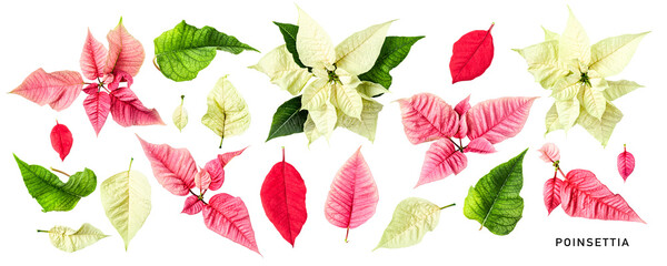 Pink red white poinsettia christmas star flower leaves isolated..PNG with transparent background. Flat lay. Without shadow.