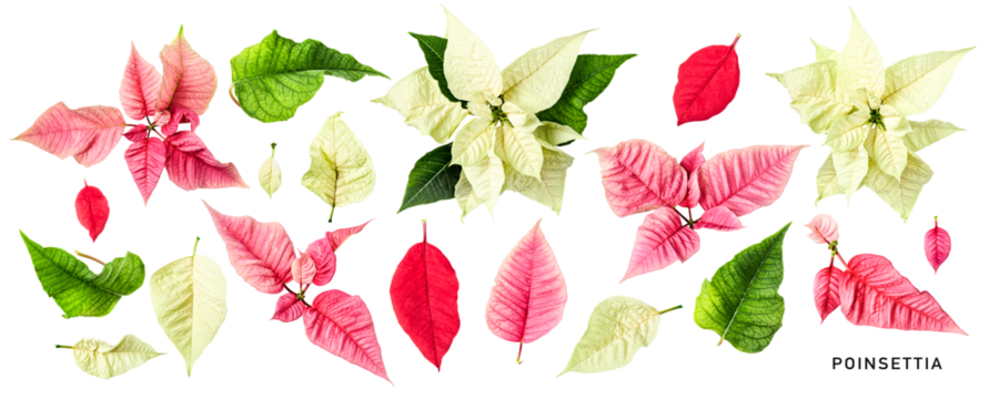 Pink red white poinsettia christmas star flower leaves isolated..PNG with transparent background. Flat lay. Without shadow. - Powered by Adobe