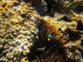 Amphiprion bicinctus or clown fish in sea anemone in the coral reef of the Red Sea