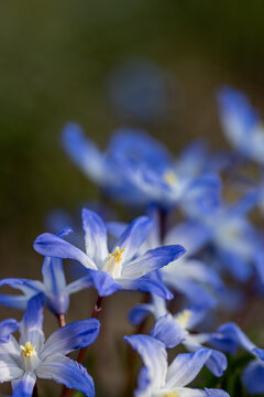 Bossiers glory-of-the-snow (Scilla luciliae) blooming in early spring