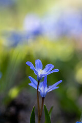 Scilla siberica (Siberian squill or wood squill) is a species of flowering plant in the family Asparagaceae, with natural blurry background. Detail macro photo. First spring flower