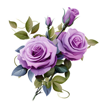 Set of beautiful purple roses watercolor isolated on png background.