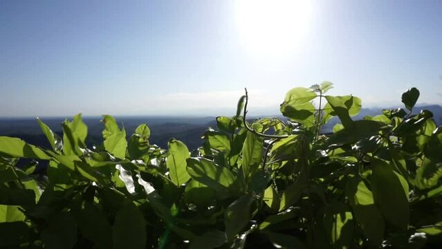 Sunny blue sky and the green vine growing along the edge. B-roll video background with copy space