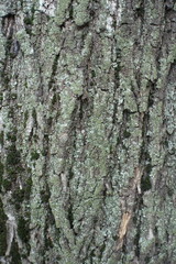 Cover of lichen on bark of Norway maple