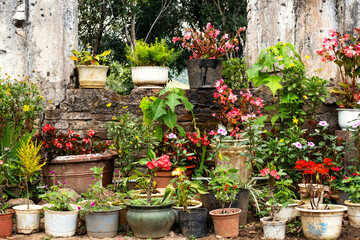 Many potted flowery plants standing outdoors.
