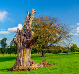 dead old oak tree, Nostell