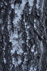 Close shot of black and white bark of silver birch tree