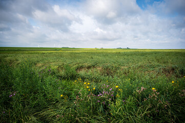 Salzwiese an der Nordseeküste