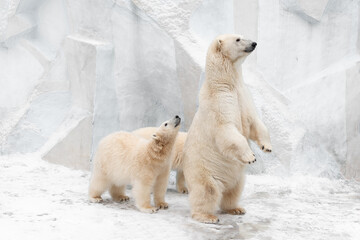 Funny white bear. Polar bear in a funny pose.
