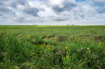 Salzwiese an der Nordseeküste