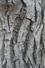Backdrop - gray bark of Juglans regia tree