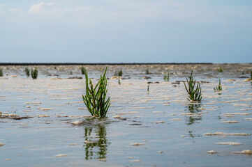 Queller im Wattenmeer