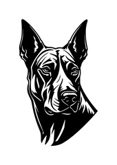 Doberman dog beautiful portrait