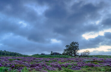 Fototapeta na wymiar field of flowers and clouds, Owler Tor