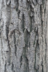 Texture of gray bark of Juglans regia tree