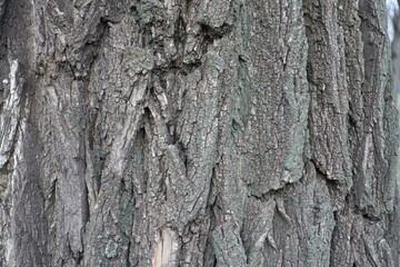Background - dry bark of Robinia pseudoacacia in January