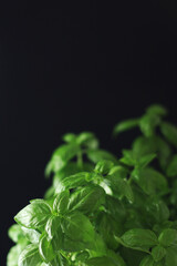 A bunch of basil in low key