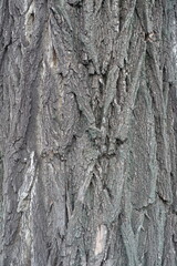 Deeply fissured surface of dry gray bark of Robinia pseudoacacia