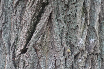 Obraz premium Bluish green lichen on gray bark of Robinia pseudoacacia