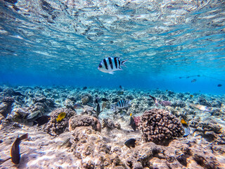 Fototapeta na wymiar Shoal of differend kinds of the fish - sailfin tang, Longnose Parrotfish, Picasso trigger, Birdmouth wrasse and other tropical fish swimming at the coral reef in the Red Sea, Egypt..