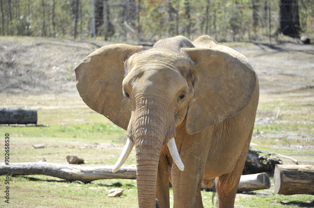 Canvas Prints African Elephant walking across a field on a sunny day