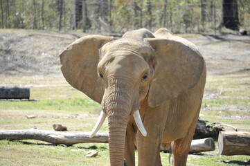 Fototapeta premium African Elephant walking across a field on a sunny day