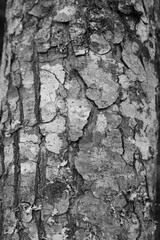 Vertical closeup of a tree trunk texture