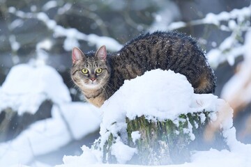 A beautiful tabby cat sitting on the tree stump. Winter scene with a tabby cat. 